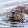 Nutria, Biberratte (Myocastor coypus)