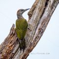 Grünspecht (Picus viridis) Jungvogel
