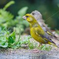 Grünfink (Carduelis chloris)