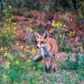 Rotfuchs (Vulpes vulpes)