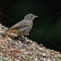 Hausrotschwanz (Phoenicurus ochruros) Jungvogel, Jugendkleid