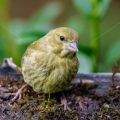 Grünfink (Carduelis chloris) Jungvögel, Jugendkleid