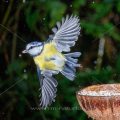 Blaumeise (Cyanistes caeruleus) bei Regen