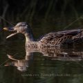 Stockente (Anas platyrhynchos) Weibchen
