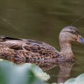 Stockente (Anas platyrhynchos) Weibchen