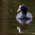 Bläßhuhn (Fulica atra)