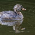 Zwergtaucher (Tachybaptus ruficollis) Jungvogel