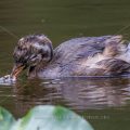 Zwergtaucher (Tachybaptus ruficollis) Jungvogel