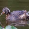 Zwergtaucher (Tachybaptus ruficollis) Jungvogel