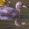 Zwergtaucher (Tachybaptus ruficollis) Jungvogel