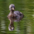 Zwergtaucher (Tachybaptus ruficollis) Jungvogel