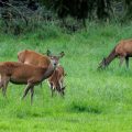 Rothirsch (Cervus elaphus), Kahlwild