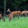 Rothirsche (Cervus elaphus), Kahlwild