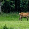 Rothirsch (Cervus elaphus), Kahlwild