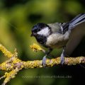 Kohlmeise (parus major)