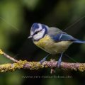 Blaumeise (Cyanistes caeruleus)