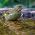 Grünfink (Carduelis chloris)