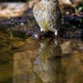 Grünfink (Carduelis chloris)