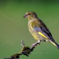 Grünfink (Carduelis chloris)