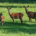 Rothirsche (Cervus elaphus), Kahlwild