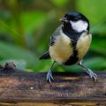 Kohlmeise (parus major)