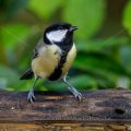 Kohlmeise (parus major)