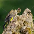 Grünfink (Carduelis chloris)