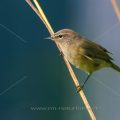 Zilpzalp (Phylloscopus collybita)