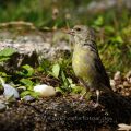 Grünfink (Carduelis chloris)