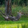 Rothirsch (Cervus elaphus) ungerader 18-Ender suhlt sich