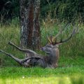 Rothirsch (Cervus elaphus) ungerader 18-Ender suhlt sich