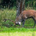 Rothirsch (Cervus elaphus) ungerader 18-Ender