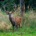 Rothirsch (Cervus elaphus) ungerader 18-Ender