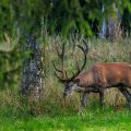 Rothirsch (Cervus elaphus) ungerader 18-Ender