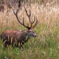 Rothirsch (Cervus elaphus) ungerader 18-Ender