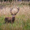 Rothirsch (Cervus elaphus) ungerader 18-Ender