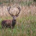 Rothirsch (Cervus elaphus) ungerader 18-Ender