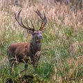 Rothirsch (Cervus elaphus) ungerader 18-Ender