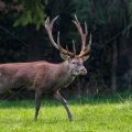 Rothirsch (Cervus elaphus) ungerader 18-Ender