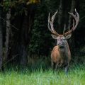 Rothirsch (Cervus elaphus) ungerader 18-Ender