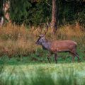Rothirsch (Cervus elaphus), ungerader 14-Ender