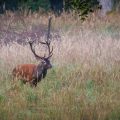 Rothirsch (Cervus elaphus), ungerader 14-Ender