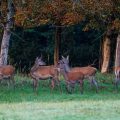 Rothirsch (Cervus elaphus), Kahlwild