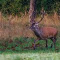 Rothirsch (Cervus elaphus), ungerader 14-Ender