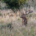 Rothirsch (Cervus elaphus)