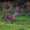 Rothirsch (Cervus elaphus)