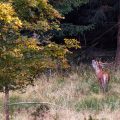 Rothirsch (Cervus elaphus)