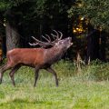 Rothirsch (Cervus elaphus)