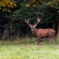 Rothirsch (Cervus elaphus)