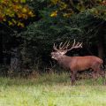 Rothirsch (Cervus elaphus)